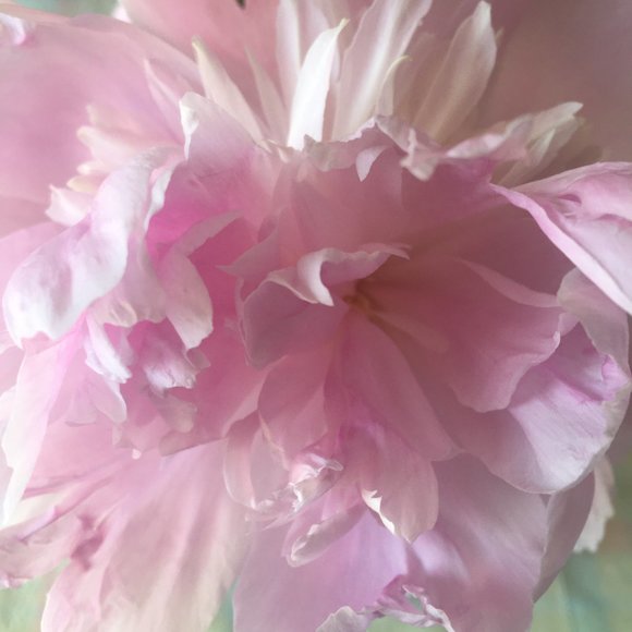 Meet your Posher, Betsy - Picture 2 of 2